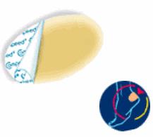 COMPEED VESCICHE CEROTTI FORMATO MEDIO 5 PEZZI - Farmacia Castello Srl